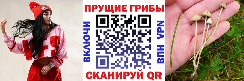 Псилоцибиновые грибы Magic Shrooms  Купить закладки  Златоуст 